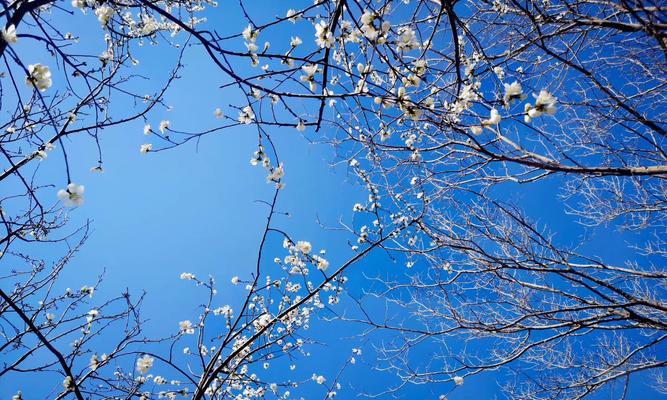 SpringLove:ATaleofBlossomingRomance