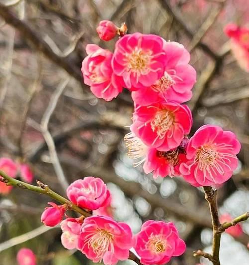 花香如梦（春色烂漫下的一场奇遇）