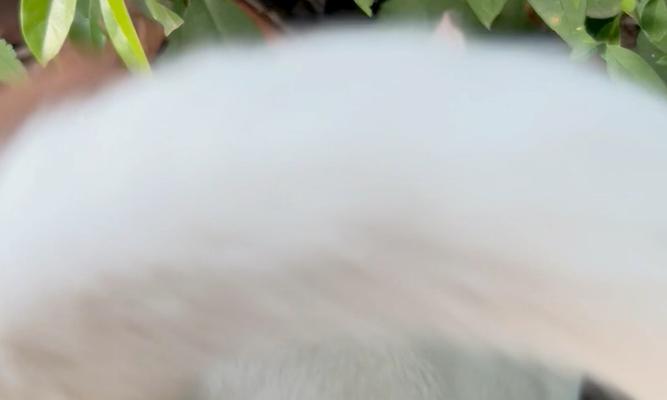 小猫咪“奶盖”的成长之路（从流浪街头到温馨家庭，一只小猫的幸福生活）