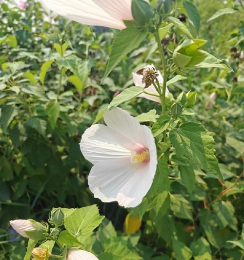 花开如梦：以梦想如花般绽放的故事