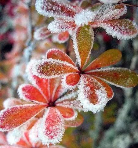 雪花飘落，冬日情缘（冬季恋爱，白雪皑皑）