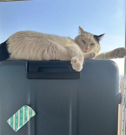 我家的猫（一个被遗弃的小猫怎样改变了我们的生活）