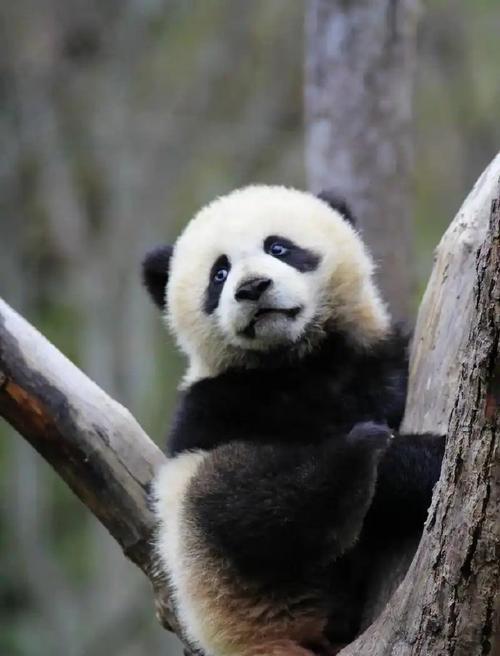 一只善良的小鸟（动物界中的感恩者）