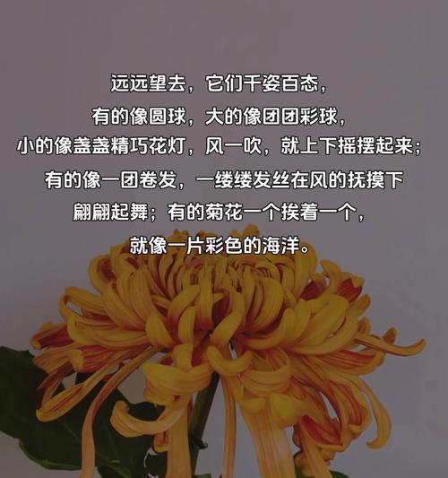 花开富贵（一个有关菊花的故事）