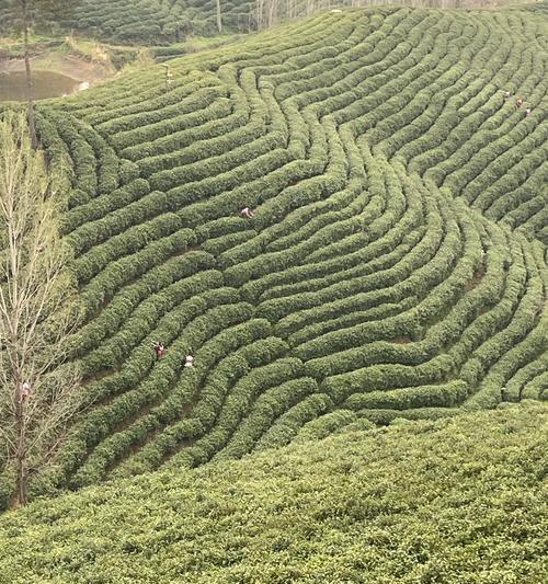 茶园美景：一场缓慢的旅行