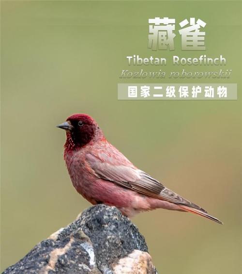 奇妙的鸟类世界（奇妙的鸟类世界）