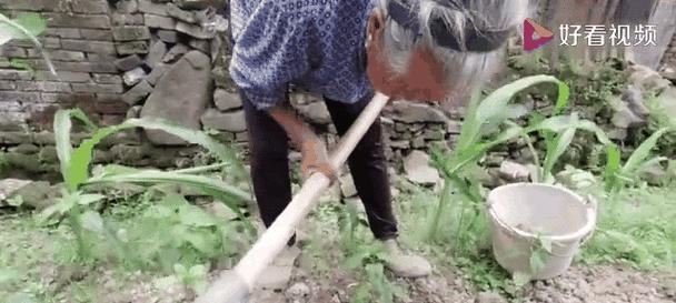 奶奶的菜地
