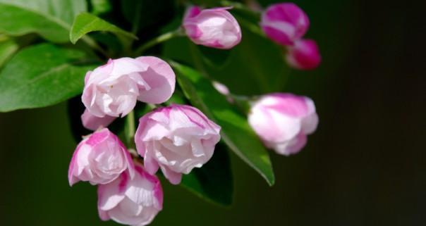 TheEternalBeautyofFlowers（AStoryofLove,Loss,andRedemption）