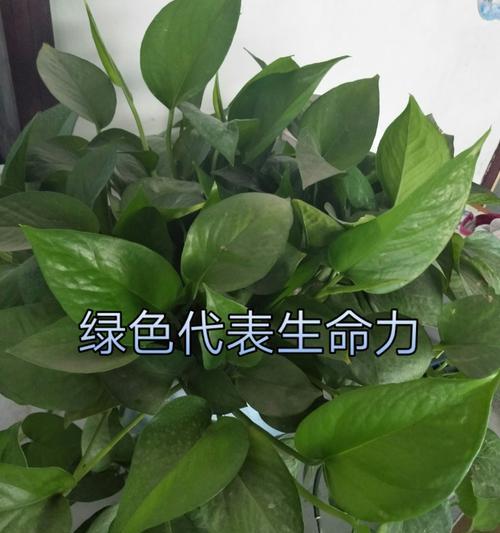 放飞绿色梦想（一只小鸟的成长故事）
