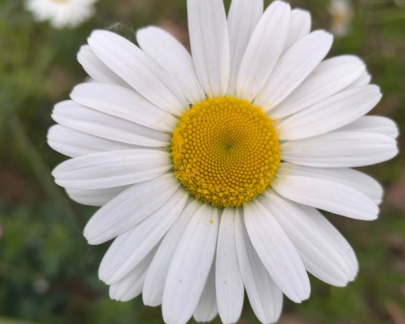 TheIndomitableStrengthoftheDaisy（AStoryofPerseveranceandResilience）