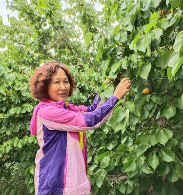 错过的杏花（一场无可挽回的遗憾）