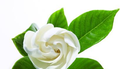春日邂逅（相遇栀子花开）