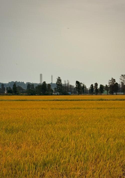 希望的田野（在广袤的大地上，勇敢地寻找自己的梦想）