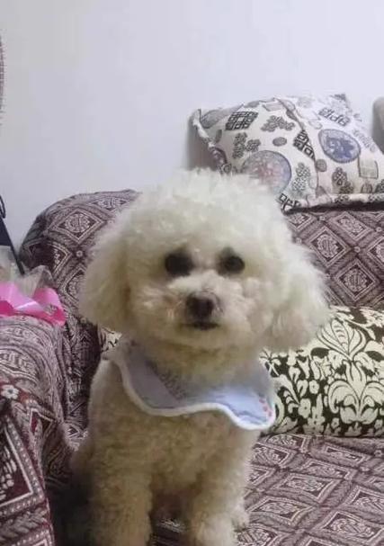 小狗的幸福生活（与主人度过无数快乐时光）