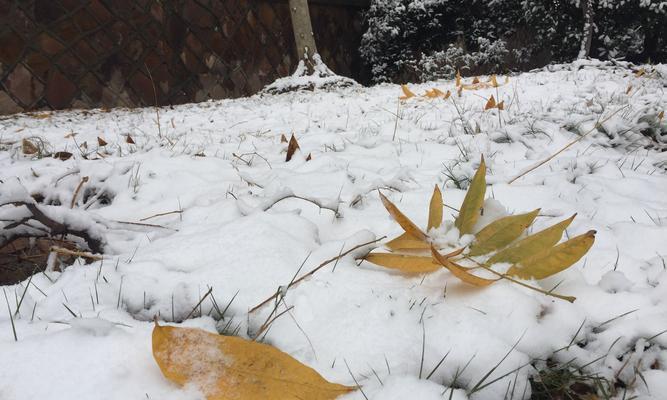 雪中有你（爱与温暖）
