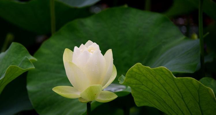 以笑声乐开了花（欢笑小镇里的故事）
