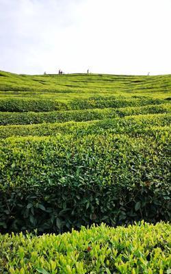 以慢慢欣赏茶园的美景，感受大自然的宁静与美丽（以慢慢欣赏茶园的美景，感受大自然的宁静与美丽）