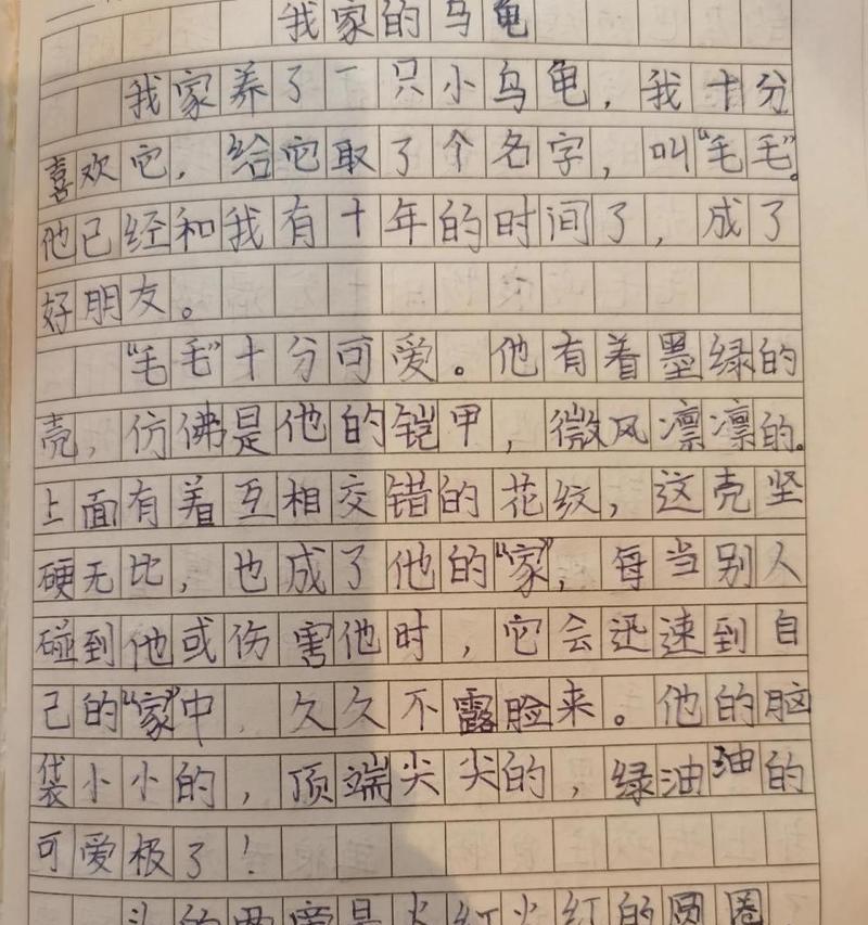 乌龟的奇妙冒险