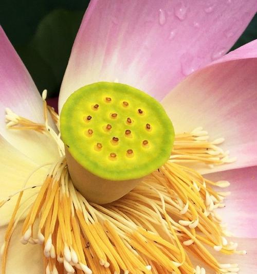 生命的芳香——一位花艺师的故事
