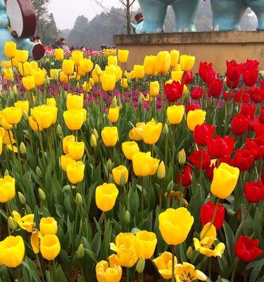 Spring'sBeauty:AStoryofRenewalandJoy