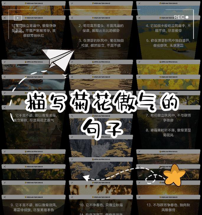 在菊花的海洋中漫步（在菊花的海洋中漫步）