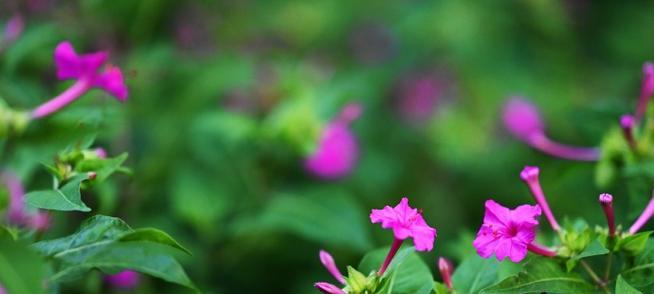 童年美丽的花朵：小芳的幸福记忆