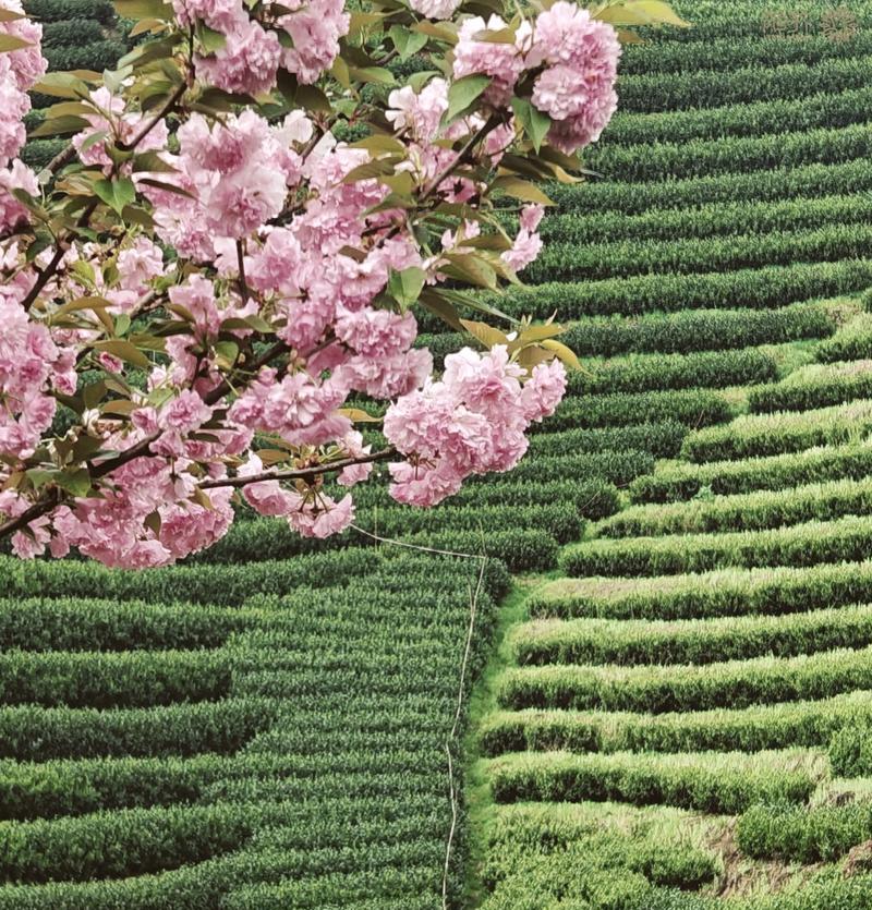 探秘茶园美景，发掘慢生活的美好（探秘茶园美景，发掘慢生活的美好）
