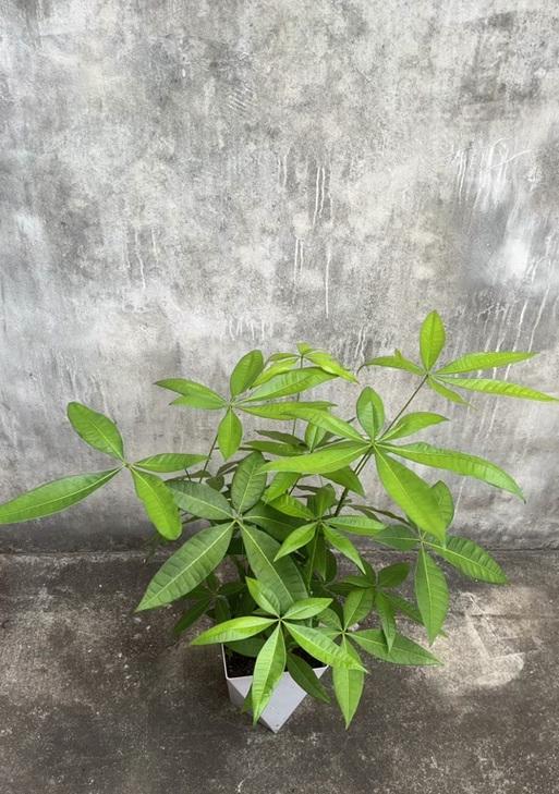 薰衣草之爱（从一个花农到一个生活中的爱好）