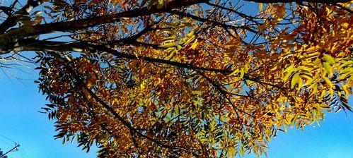 Nature'sSymphony（TheMelodicTalesofManandNature）