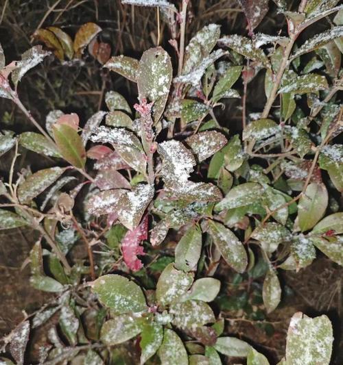 雪夜寻找（一场雪，一段故事）