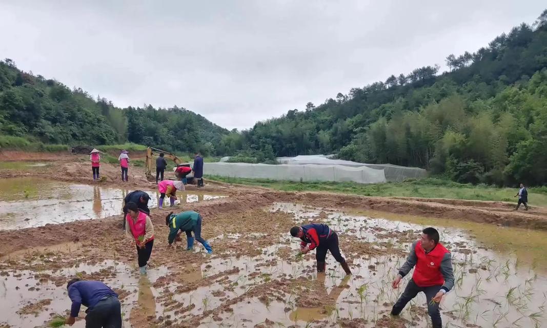 小草在阳光中成长（小草在阳光中成长）