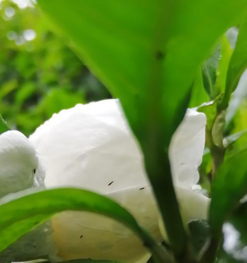 邂逅栀子花开的浪漫故事（爱情的芬芳，如栀子花般绚烂）