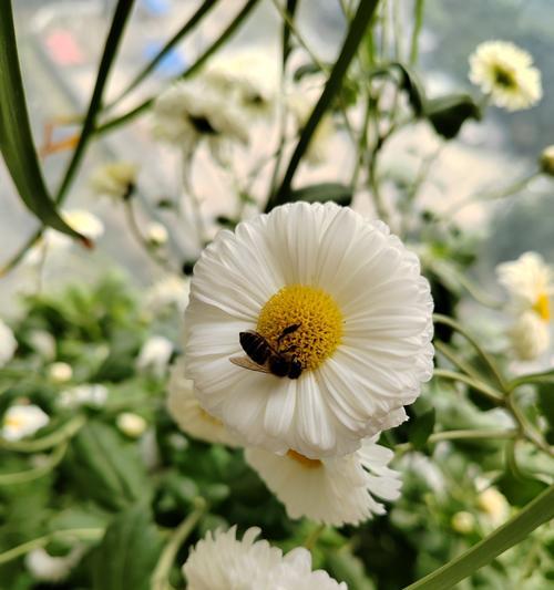 菊花情怀（花开寂静岁月，时光依旧温柔）