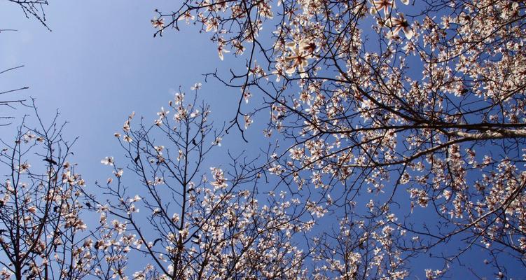 春天永不停歇的步伐（一段关于生命坚韧的故事）