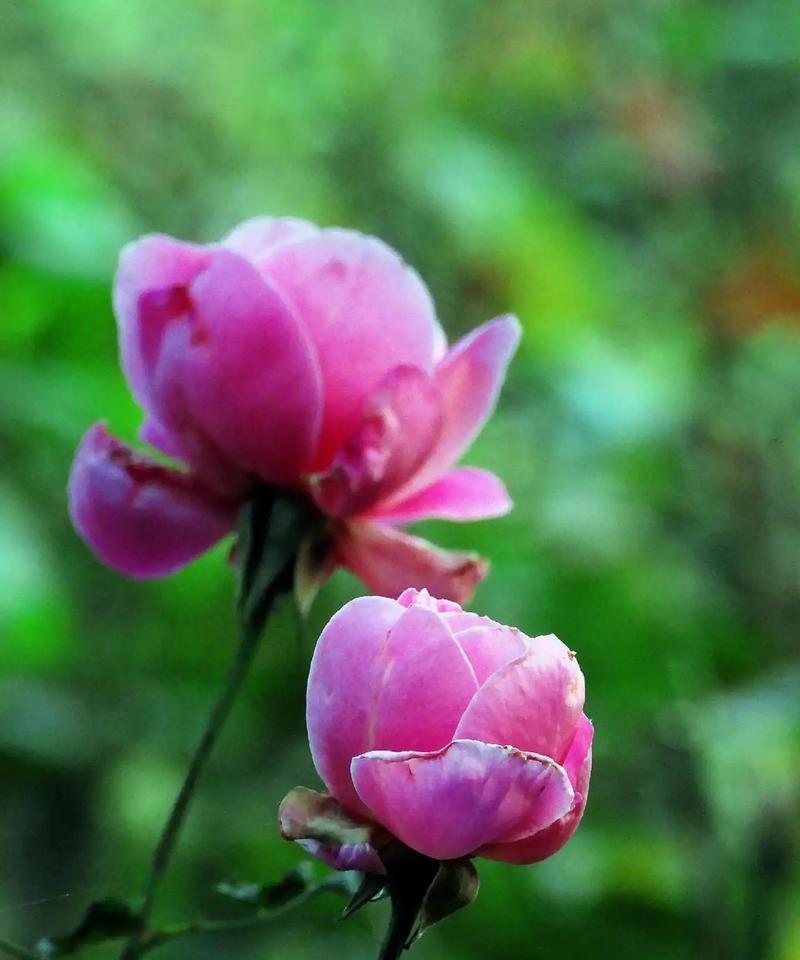 《迎春拜年》（春节美丽的传说）