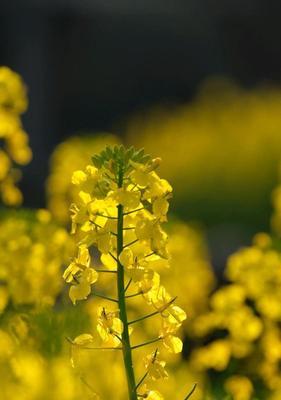 阳光下的油菜花（一场春日的邂逅）