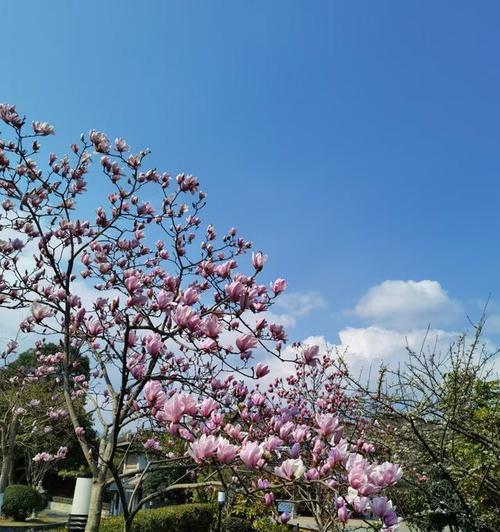 春日晨曦：一个遇见幸福的早晨