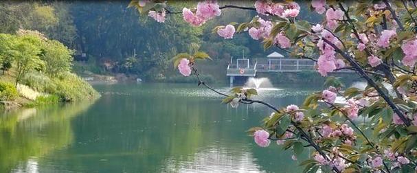 春色无边（赏花人的故事）