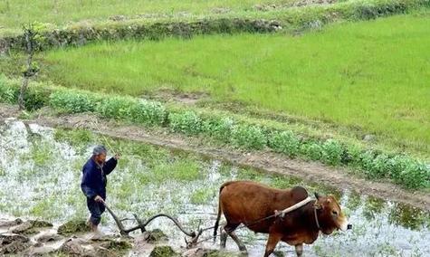 奋发向上——我的成长故事（通过努力和奋斗，我成长为一名自信、勇敢的人）