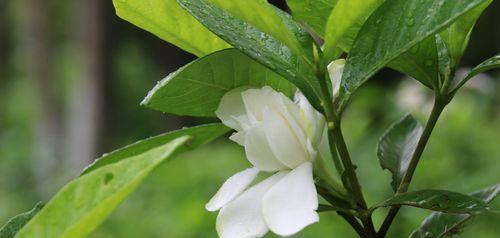 盼望栀子花开（邂逅美好，花开三生）