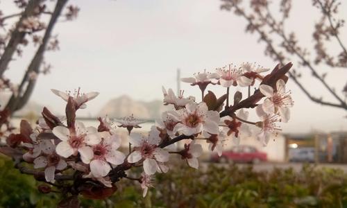 春之歌（青春的花开）