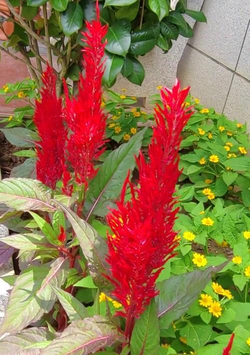 倾听花的声音（自然奇观、触动灵魂）