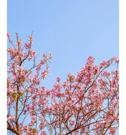 我爱春天——一段爱的故事