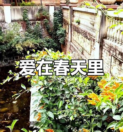 春天里的爱情（遇见你，是我这生最美好的事情）