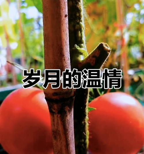 岁月沉淀的温暖（那份感动再也不会消逝）