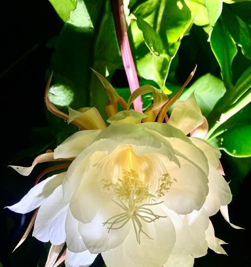 昙花之夜（一场短暂的约定）