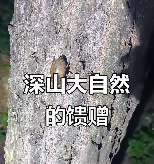 自然恩赐（大自然的馈赠和人类的回馈）