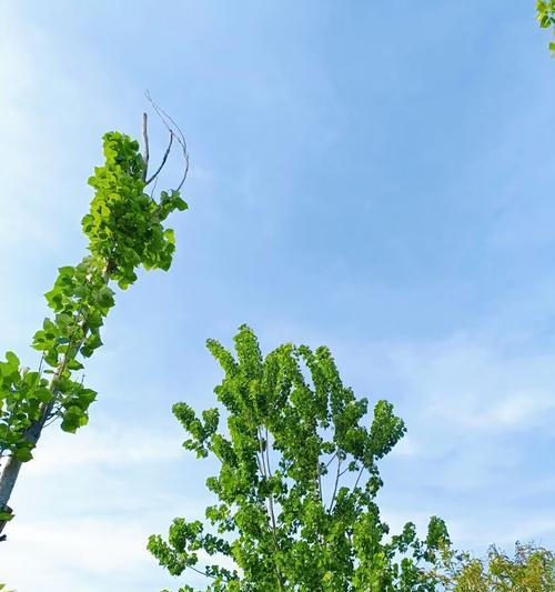 TheJoyofSpring（ExploringtheBeautyofNature）