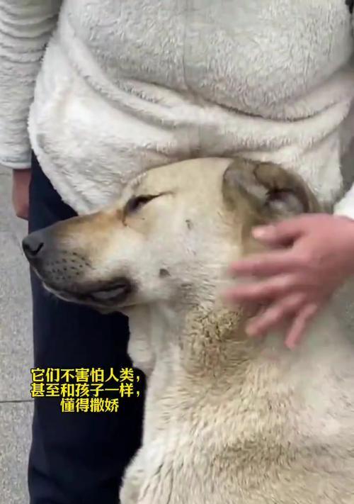 人与动物之间的奇妙故事（一只狼狗的故事）