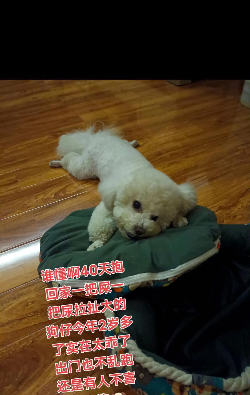 勇敢忠诚的朋友：一生相伴的兄弟
